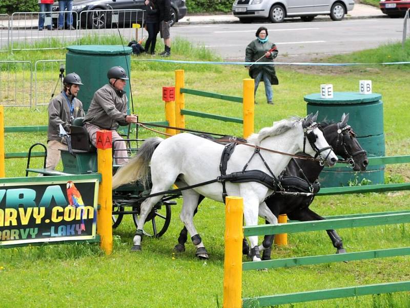 Závody světového poháru koňských spřežení v Polici nad Metují. 