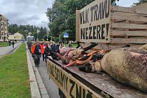 „Výstavka je putovní a vlci nám ji stále doplňují,“ řekl při demonstrativním průjezdu Náchodem chovatel Jan Ševc. Pokud vláda napomůže, chtějí farmáři z Broumovska přivézt mrtvá zvířata až před úřad vlády