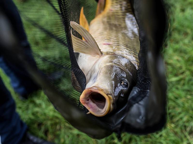 Czech Carp Cup na rybníku Brodský nedaleko Červeného Kostelce.