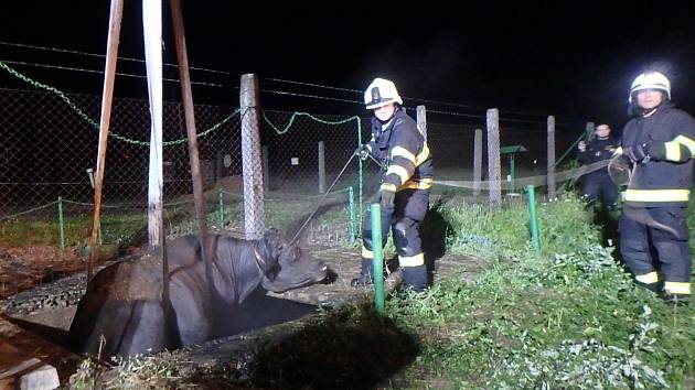 JÍMKA V ZACHRAŠŤANECH u Nového Bydžova se už dvakrát stala nebezpečnou pastí. Nejprve v červenci pro krávu a v říjnu i pro býka. V obou případech museli hasiči odčerpat vodu, aby došlo ke snížení hladiny a zvířata vytáhli pomocí jeřábu.