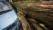 V obci Vršovka nedaleko Nového Města nad Metují spadl vzrostlý strom na dům, poškodil i zaparkovaný automobil.