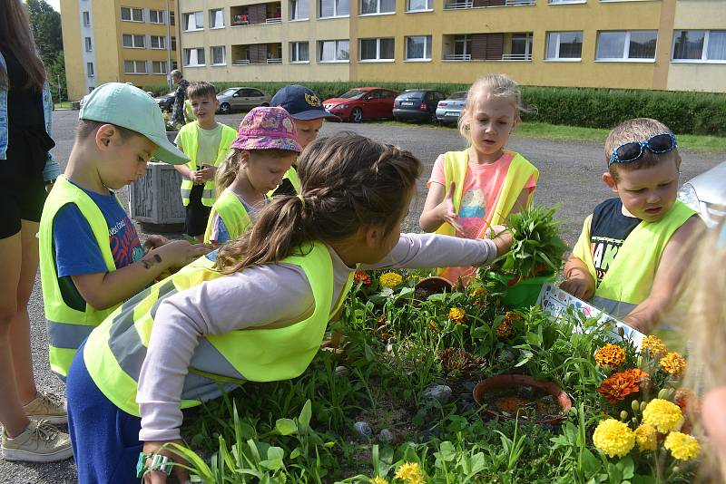 Předškoláci z MŠ Meziměstí adoptovali hned dva květináče – v jednom děti pěstují bylinky a v druhém je okrasná Pohádková zahrádka.