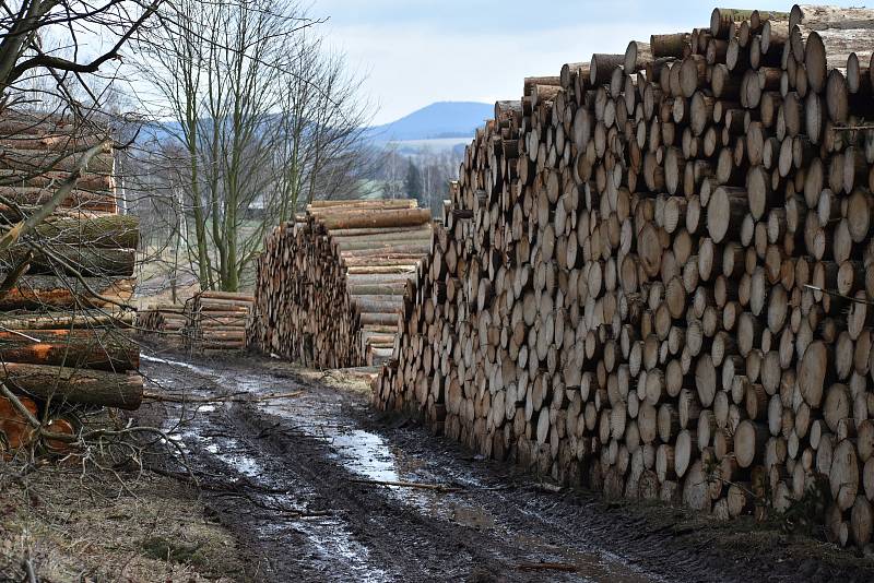 Vyrovnané pyramidy pokácených kmenů pod stolovou horou Ostaš. A to je teprve začátek nezbytné těžby kůrovcem napadených stromů.