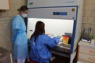 Mikrobiologická a imunologická laboratoř v Oblastní nemocnici Náchod přibyla na seznam laboratoří, které testují přítomnost koronaviru v odebraných vzorcích.