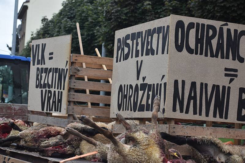 Náchodem v pondělí dopoledne projel valník s těly roztrhaných ovcí, za kterým kráčeli jako za smutečním katafalkem chovatelé ovcí. Ti chtěli veřejně upozornit na to co dokážou vlčí zuby ve stádě ovcí.