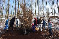 Pod dohledem manažerky zeleně projektu „Vzorová obnova zámeckého kopce v Náchodě“ Ivy Cvetanové pomáhalo více než 120 dětí z šesti základních škol s výsadbou listnatých stromů.