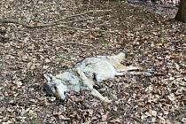 V katastru obce Šonov byla na začátku května nalezena mrtvá březí vlčice, která zahynula obzvláště trýznivým způsobem