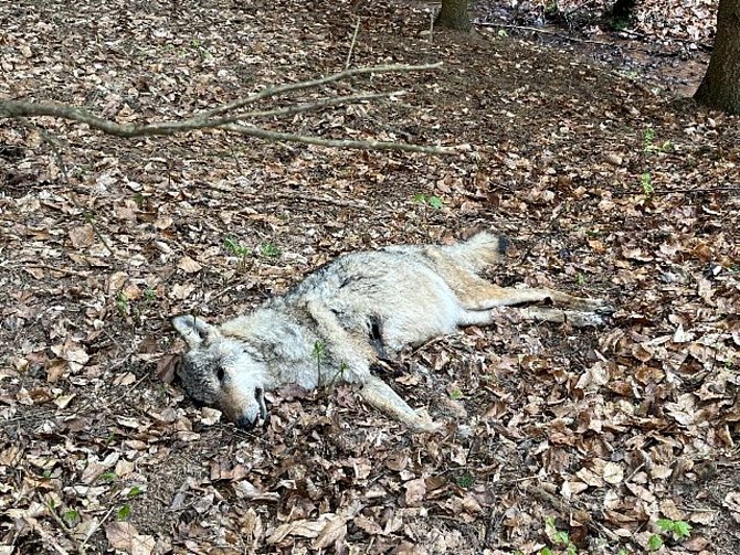 V katastru obce Šonov byla na začátku května nalezena mrtvá březí vlčice, která zahynula obzvláště trýznivým způsobem