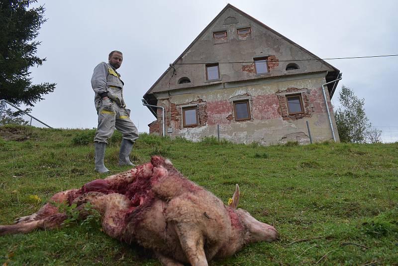 Zkrvavený kadáver ovce ležel jen zhruba 15 metrů od domu zrovna v místech, kde chovatel ovcí spal. Přesto v noci žádné známky boje o život nezaregistroval.