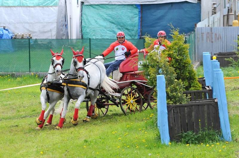 Závody světového poháru koňských spřežení v Polici nad Metují. 