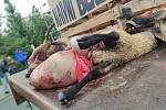 „Výstavka je putovní a vlci nám ji stále doplňují,“ řekl při demonstrativním průjezdu Náchodem chovatel Jan Ševc. Pokud vláda nepomůže, chtějí farmáři z Broumovska přivézt mrtvá zvířata až před úřad vlády