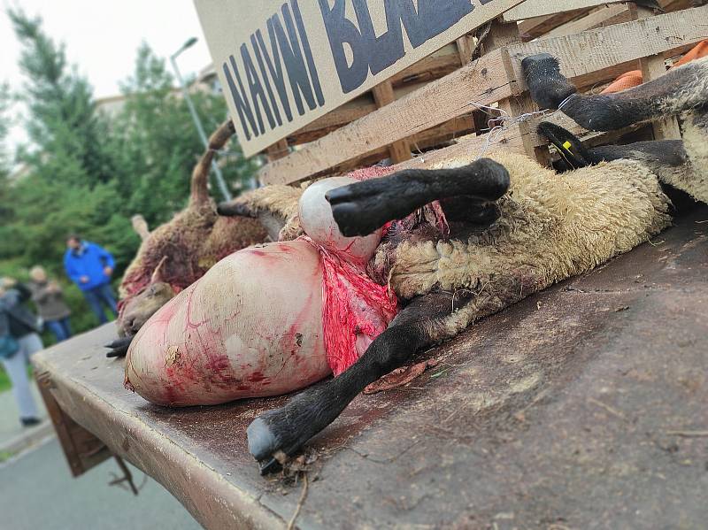 „Výstavka je putovní a vlci nám ji stále doplňují,“ řekl při demonstrativním průjezdu Náchodem chovatel Jan Ševc. Pokud vláda nepomůže, chtějí farmáři z Broumovska přivézt mrtvá zvířata až před úřad vlády