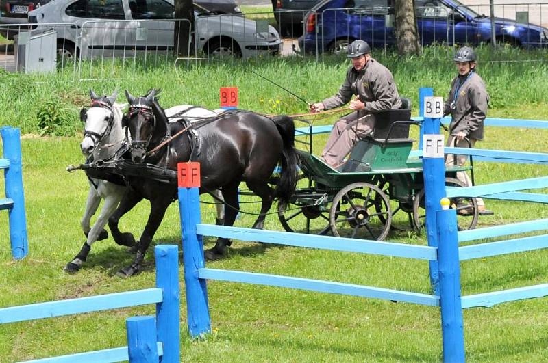 Závody světového poháru koňských spřežení v Polici nad Metují. 