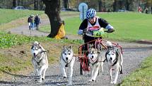 NA OSMNÁCTÝ ROČNÍK evropského poháru závodů psích spřežení přijela stovka musherů a téměř tři stovky psů. 