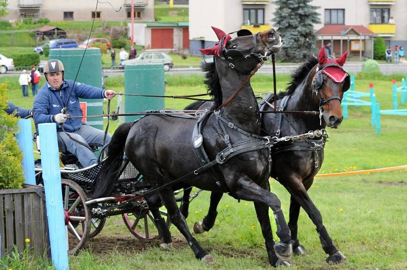 Závody světového poháru koňských spřežení v Polici nad Metují. 