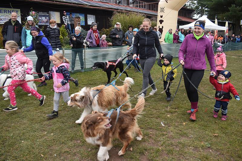 Závody psích spřežení uspořádal v okolí autokempu Brodský červenokostelecký Musher club Metuje. Na startující čekal po dva dny 5,32 km dlouhý okruh. Závěr patřil dětskému canicrossu. Foto: Deník/Jiří Řezník