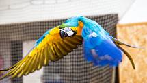 Papoušci v akci volné létání papoušků v sokolovně ve Studnici