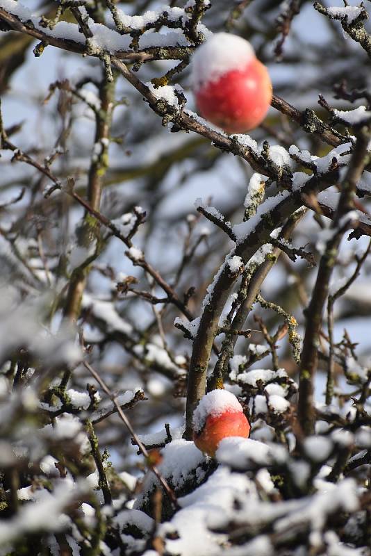 Poslední listopadová sobota měla sněhovou příchuť. Foto: Deník/Jiří Řezník