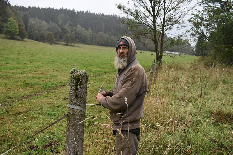 Cestou na hostinu (nebo z ní) museli vlci proběhnout přes pastviny s koňmi, a koně splašili natolik, že prorazili na několika místech ohradu a několik desítek jich uteklo. „Muselo to být divoké, protože jsou zlomené i kůly,“ říká Petr Bartoš, který se oko