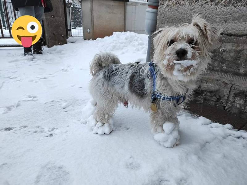 Tohle je náš Lucky a do oblečků ho neoblékáme, nemá to rád. Raději se obléká sám do sněhových koulí.