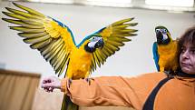 Papoušci v akci volné létání papoušků v sokolovně ve Studnici