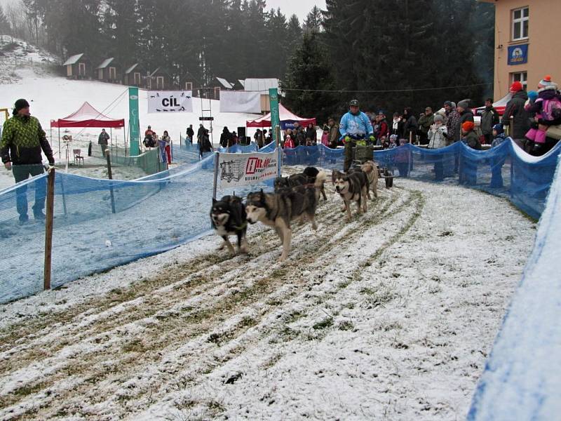 Závody psích spřežení v Janovičkách.