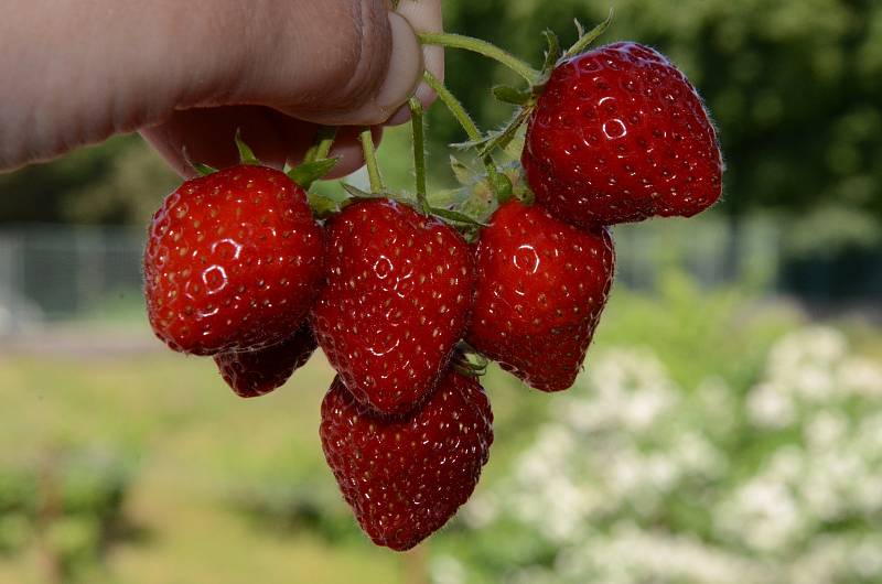 Sezona sladkých a šťavnatých jahod pomalu začíná. Můžete je pěstovat i v truhlíku na balkóně.