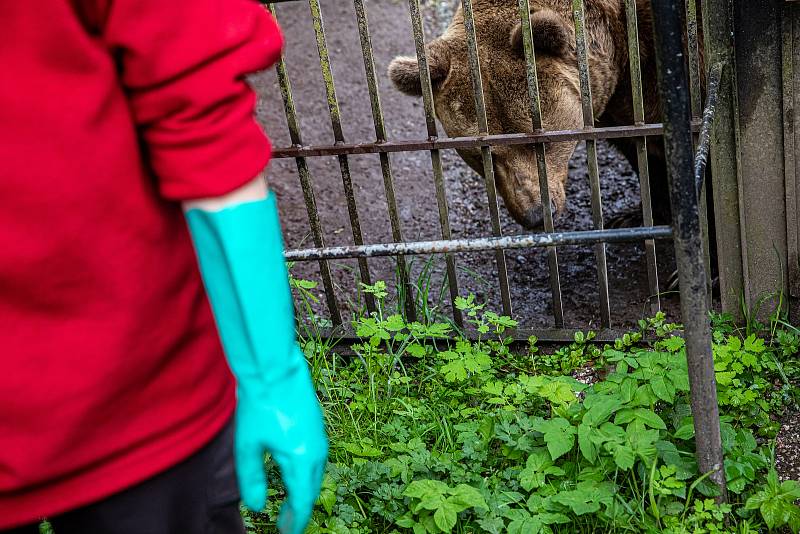 Náchodští medvědi Dáša a Ludvík žijí na zámku už déle než čtvrt století. Z hluku při revitalizace zámeckého kopce radost nemají.