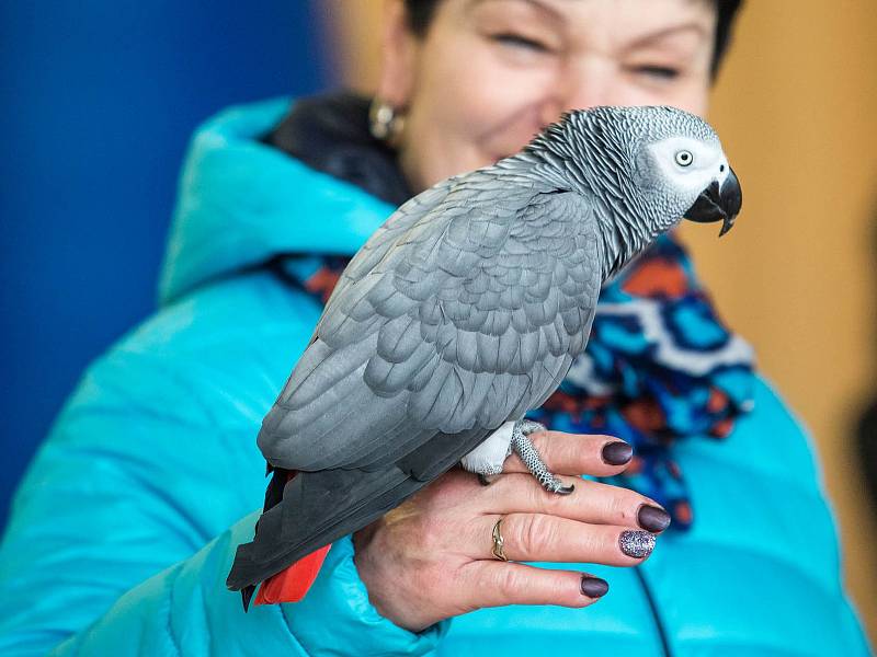 Papoušci v akci volné létání papoušků v sokolovně ve Studnici