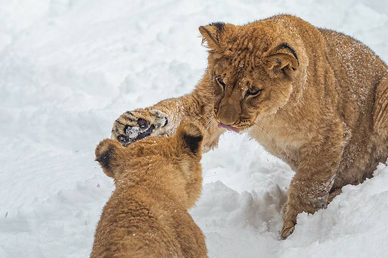 Lvi i s lvíčaty si užívají sněhové nadílky v Safariparku Dvůr Králové nad Labem
