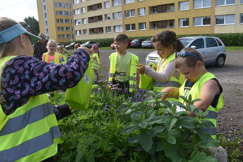 Předškoláci z MŠ Meziměstí adoptovali hned dva květináče – v jednom děti pěstují bylinky a v druhém je okrasná Pohádková zahrádka.