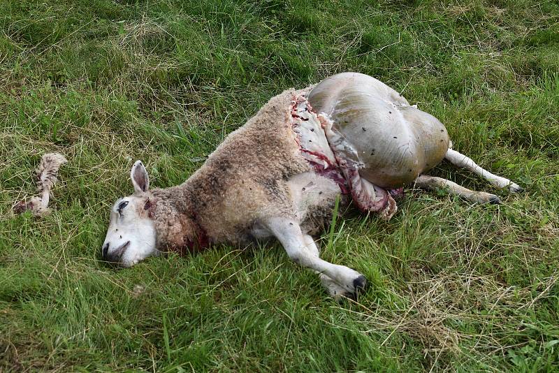 Na pastvě ležel mrtvý beran a jedna ovce, druhá napůl sežraná ležela v přístřešku. Foto: Deník/Jiří Řezník
