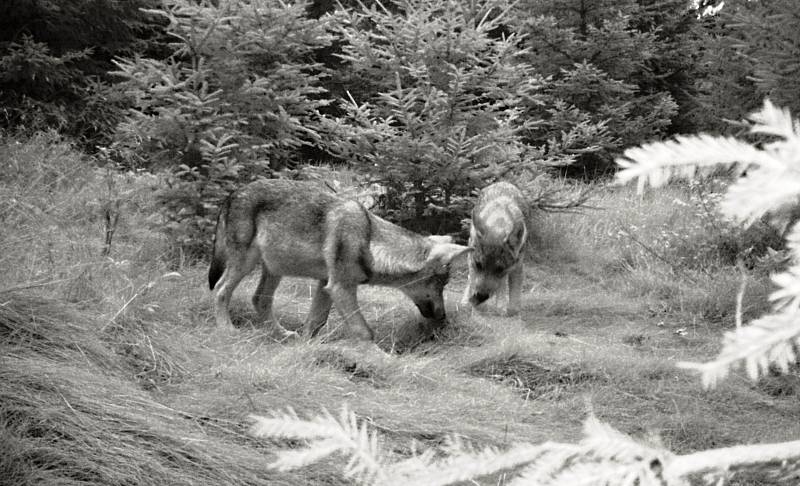 Vlčí hlídky budou hledat vlky, houbaři na ně narazili aniž by chtěli   Vlci, kteří se na Broumovsku usadili na podzim roku 2015, přivedli vloni na svět minimálně dvě mláďata.