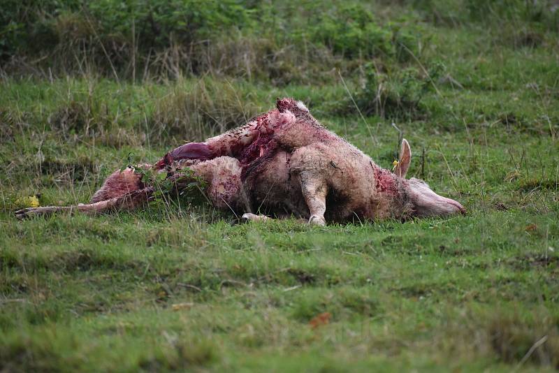 Dvě zardoušené ovce mají vlci na svědomí i v Janovicích na Trutnovsku. Foto: Deník/Jiří Řezník