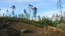 Kůrovcová kalamita má v posledních dvou letech takový rozvoj, že to odporuje všem známým lesnickým poučkám.