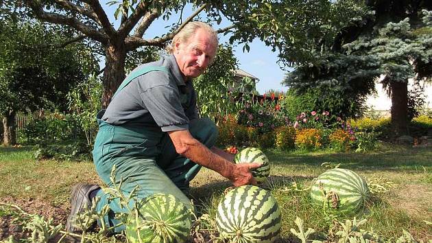 VÁCLAV ŠTEJNAR sklízí letošní úrodu melounů. Jak se ukázalo, trefil čas sklizně přesně. Byly výborné. 