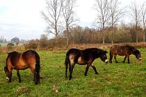 EXMOORSKÝ PONY je nejstarším plemenem ve Velké Británii. Tito divocí koně by se měli pást i v Královéhradeckém kraji.