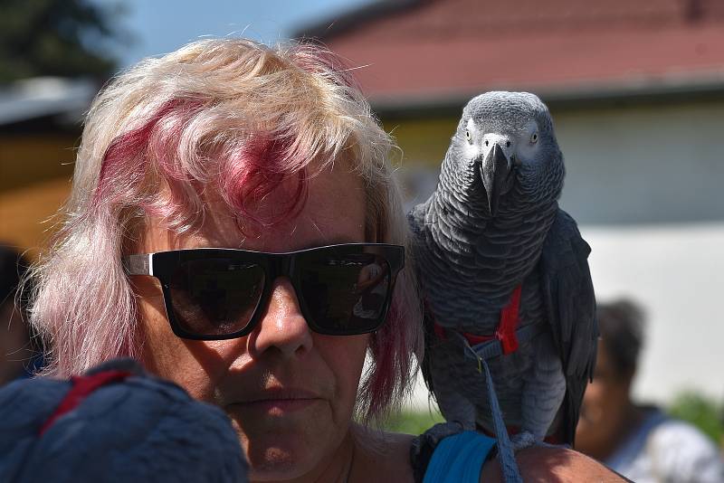 Papouščí den na Rozkoši přilákal množství návštěvníků, kteří obdivovali pestrobarevné ptáky. Některým z exotů bylo dopřáno volnoletectví, takže divákům se tak naskytl neobvyklý pohled na aru sedící na lampě nebo vysoko na větvi smrku.