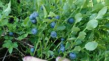 Borůvkové léto. Modré lesní plody jsou lahodné i zdravé.