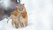 Lvi i s lvíčaty si užívají sněhové nadílky v Safariparku Dvůr Králové nad Labem