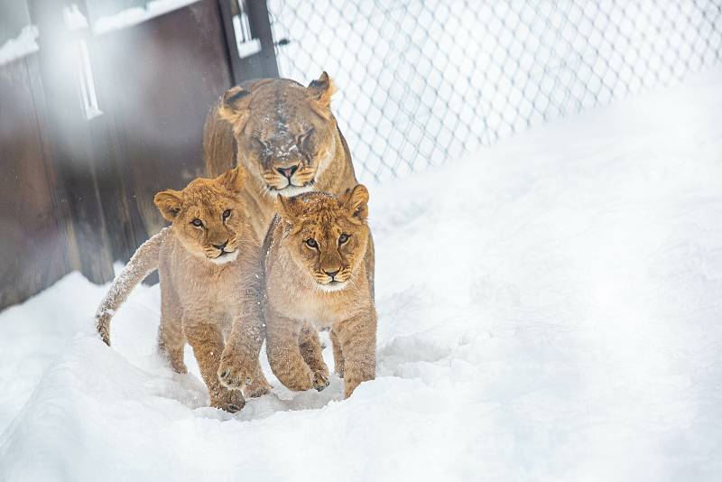 Lvi i s lvíčaty si užívají sněhové nadílky v Safariparku Dvůr Králové nad Labem
