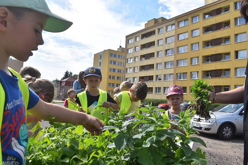 Předškoláci z MŠ Meziměstí adoptovali hned dva květináče – v jednom děti pěstují bylinky a v druhém je okrasná Pohádková zahrádka.