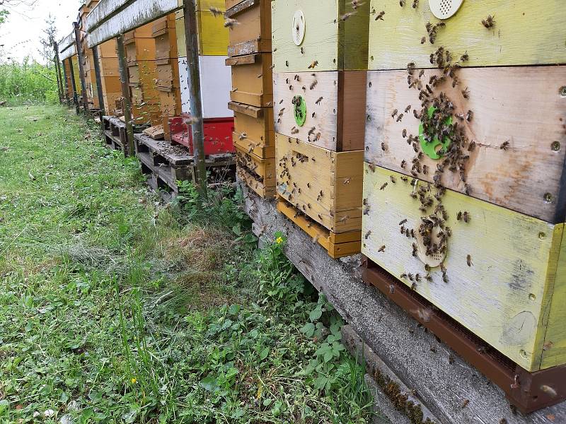 Nákup místního medu je to nejlepší, co se dá udělat pro přírodu. Spotřebitel přesně ví, od koho med kupuje a z jakého konkrétního místa. Může si za lžičkou medu představit konkrétního včelaře