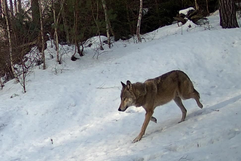 Vlci v Javořích horách - únor 2023.