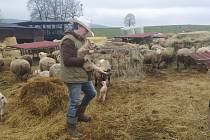 Chovatel ovcí z Vernéřovic na Broumovsku Tomáš Havrlant právě zažívá nejkrásnější a zároveň nejnáročnější období roku..