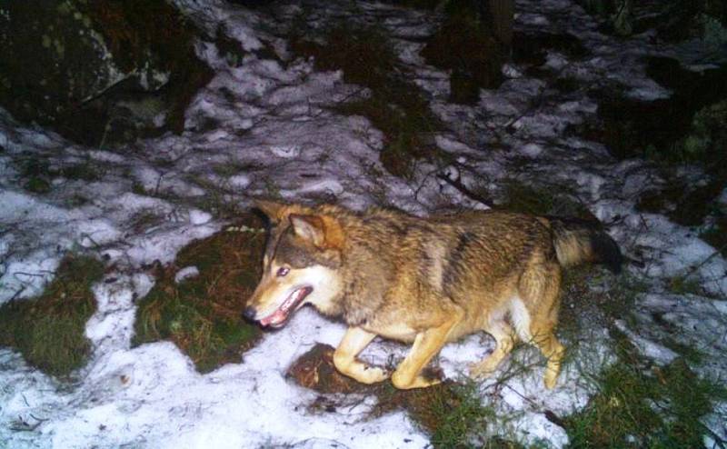 Vlčí hlídky budou hledat vlky, houbaři na ně narazili aniž by chtěli   Vlci, kteří se na Broumovsku usadili na podzim roku 2015, přivedli vloni na svět minimálně dvě mláďata.