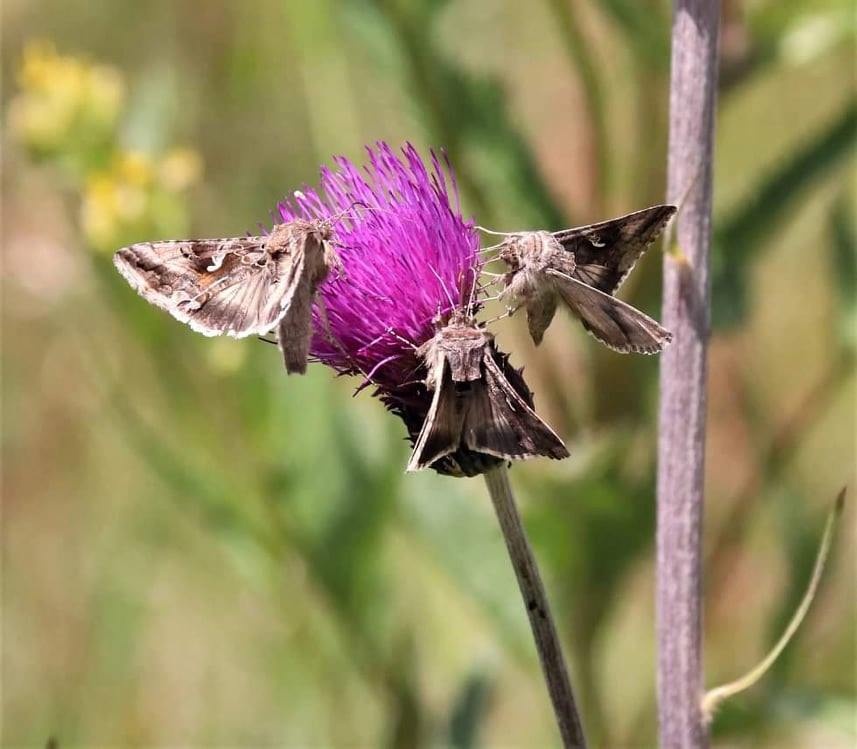 FOTO, VIDEO: Fotografka na lovu motýlů. Podívejte se na tu třepotavou  nádheru! - Orlický deník