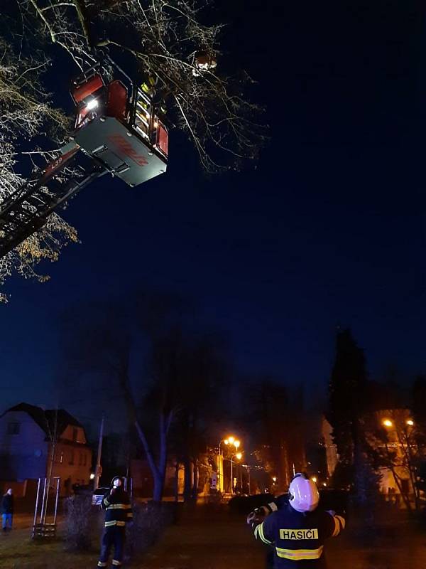Na Svatováclavském náměstí v Hradci Králové na Silvestra krátce po půl páté večer zachraňovali profesionální hasiči z centrální stanice kočku, která se krčila v asi 13m výšce. Hasiči se ke zvířeti dostali pomocí automobilového žebříku a lezecké techniky.