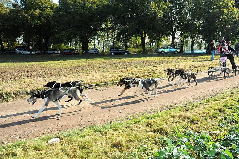 Musheři závodili v okolí kempu Brodský.