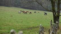 Cestou na hostinu (nebo z ní) museli vlci proběhnout přes pastviny s koňmi, a koně splašili natolik, že prorazili na několika místech ohradu a několik desítek jich uteklo.
